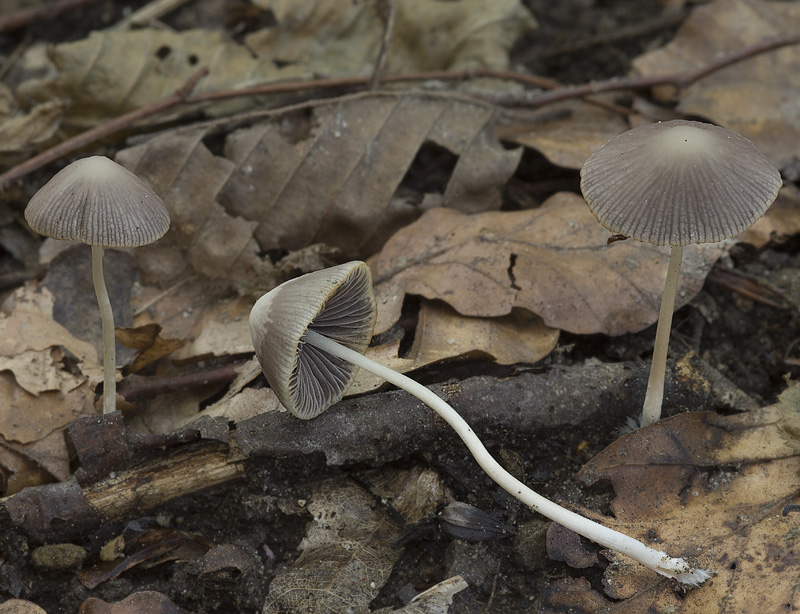 Psathyrella pseudogracilis